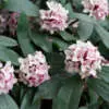 Best Flowers to Plant in Winter Australia Daphne Odora Pink P20dappin - Garden Express Australia