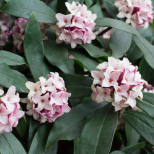 Flowers to Plant in Winter Australia - Daphne Odora Pink P20dappin - Garden Express Australia