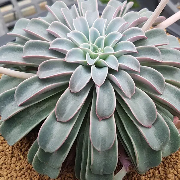 Echeveria Fantastic Fountain