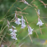 Fairy Fishing Rod White P14faifrw - Garden Express Australia