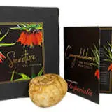 Fritillaria Imperialis Fritillaria Imperialis