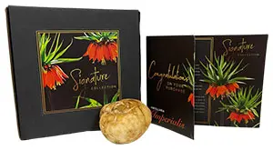 Fritillaria Imperialis