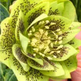 Hellebore Double Green Spotted P75heldgs - Garden Express Australia