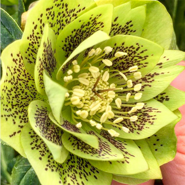Hellebore Double Green Spotted