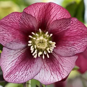 Hellebore Single Red Picotee