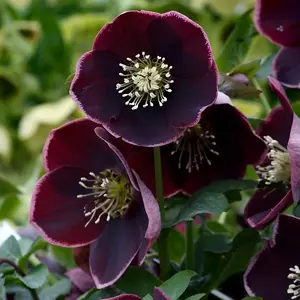 Hellebore Single Reverse Picotee