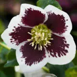 Hellebore Single White Blotched P75helswb - Garden Express Australia