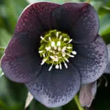 Hellebore Spotted Slate Pphelsss - Garden Express Australia