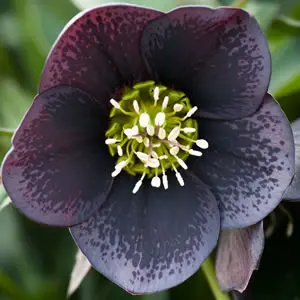 Hellebore Single Spotted Slate