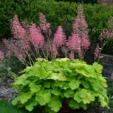 Heuchera Pretty Pistachio P68heuppi - Garden Express Australia