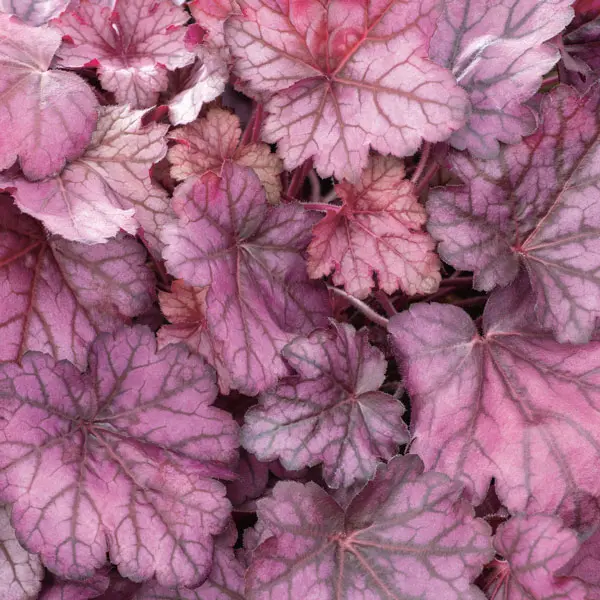 Heuchera Wild Rose