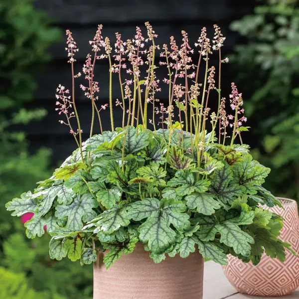 Heucherella Tapestry