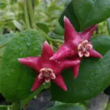 Hoya Coronaria P68hoycor - Garden Express Australia