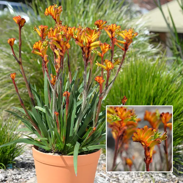 Kangaroo Paw Bush Fire (Pbr) Kangaroo Paw Bush Fire (Pbr)