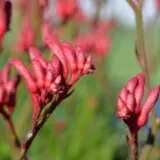 Kangaroo Paw Bush Princess Lpokpabpr - Garden Express Australia