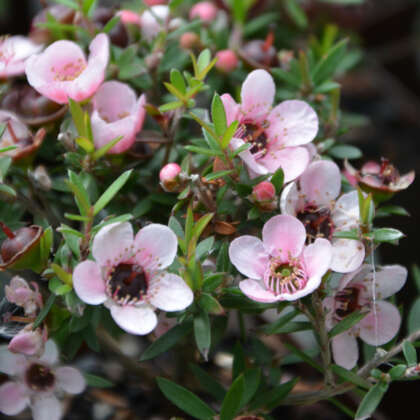 Leptospermum Cardwell Pink Lpolepcpi - Garden Express Australia