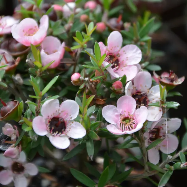 Leptospermum Cardwell Pink (pbr)