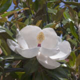 Magnolia Exmouth P75magexm - Garden Express Australia