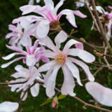 Magnolia Leonard Messel P14maglme - Garden Express Australia