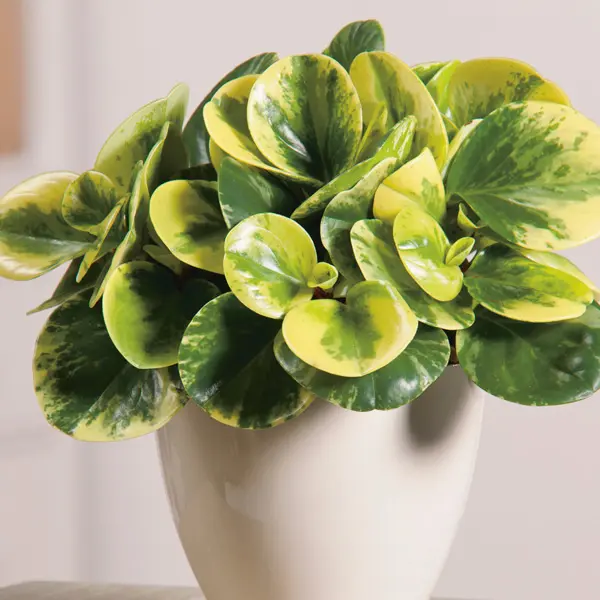 Peperomia Obtusifolia Variegata