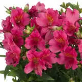 Princess Lily Ivana P68pliiva - Garden Express Australia