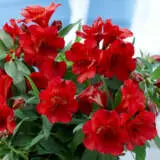 Princess Lily Kate (pbr) Princess Lily Kate (pbr)