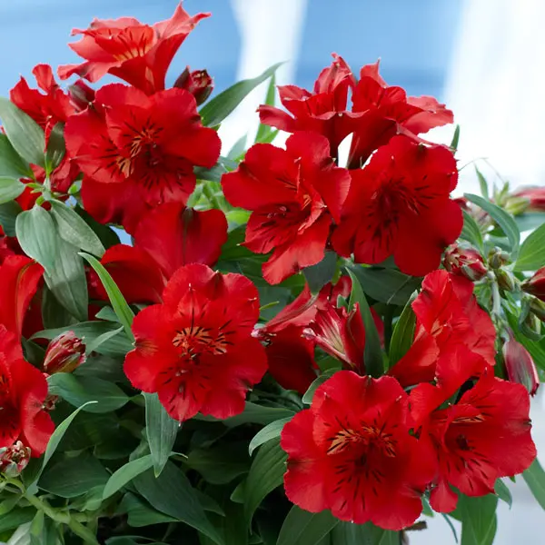 Princess Lily Kate (pbr) Princess Lily Kate (pbr)