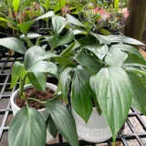 Rhaphidophora Dragon Tail P13rhadta - Garden Express Australia