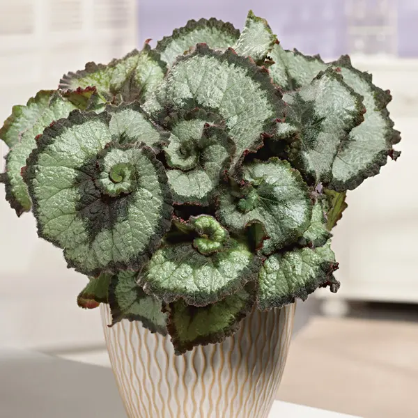 Begonia Escargot