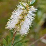 Callistemon Icy Burst P14calibu - Garden Express Australia