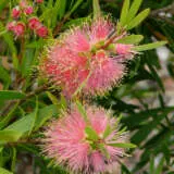 Callistemon Pink Champagne P14calpch - Garden Express Australia