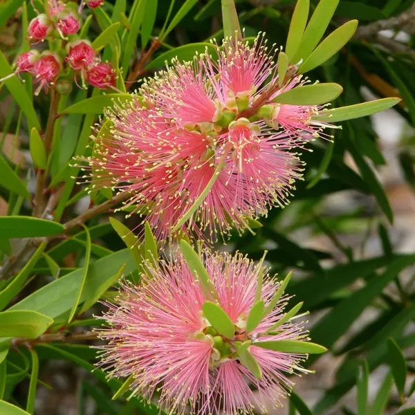 Callistemon Pink Champagne
