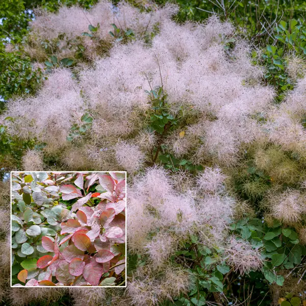 Cotinus Smoke Bush Grace Cotinus Smoke Bush Grace