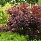 Cotinus Smoke Bush Grace Trecotgra - Garden Express Australia