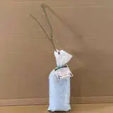 English Shrub Rose Fair Bianca English Shrub Rose Fair Bianca