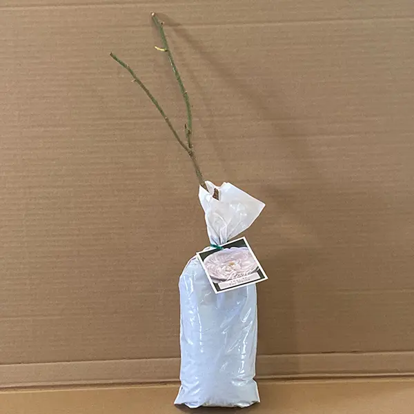 English Shrub Rose Fair Bianca