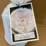 English Shrub Rose Fair Bianca English Shrub Rose Fair Bianca