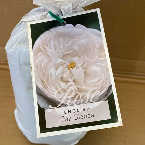 English Shrub Rose Fair Bianca