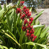 Doryanthes Spear Lily P14dorsli - Garden Express Australia