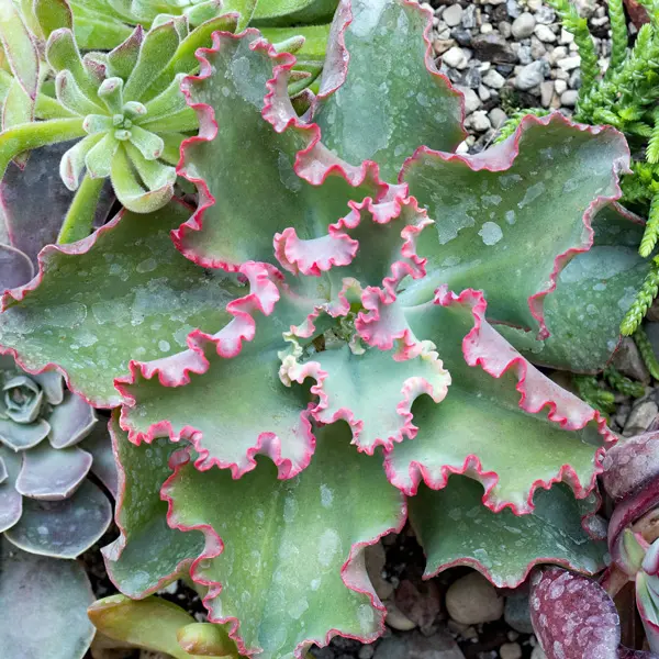 Echeveria Dicks Pink