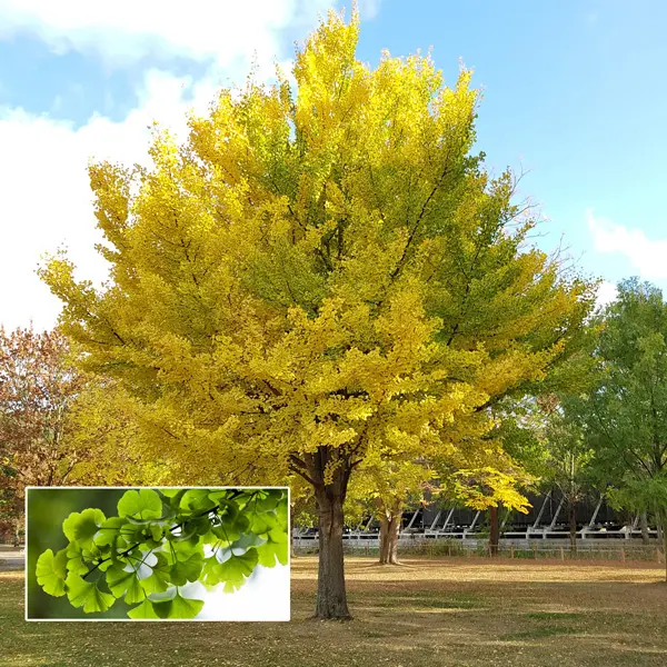 Ginkgo Biloba- Tree