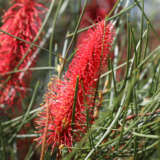 Hakea Bucculenta P14hakbuc - Garden Express Australia