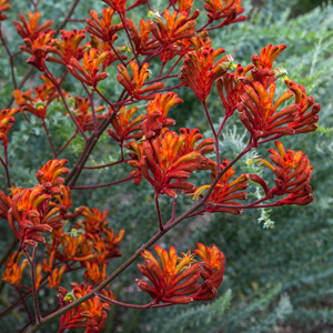 Kangaroo Paw Orange Cross