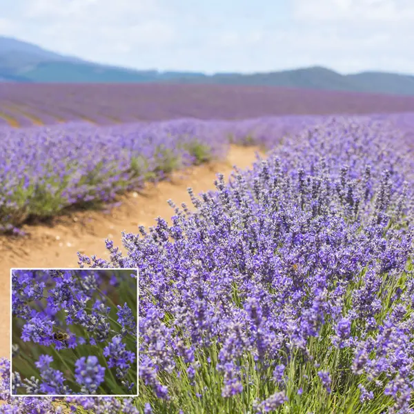 Lavender Bridestowe Ann (pbr)