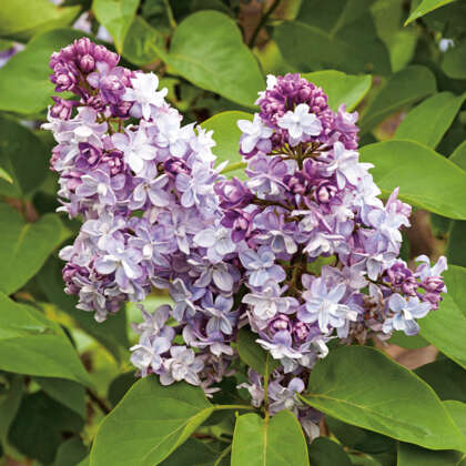 Lilac Blue Hyacinth Trelilbhy - Garden Express Australia