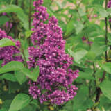 Lilac Charles Joly