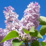 Lilac Sweetheart Trelilswe - Garden Express Australia