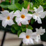 Mandevilla Aloha Bright White P68manabw - Garden Express Australia