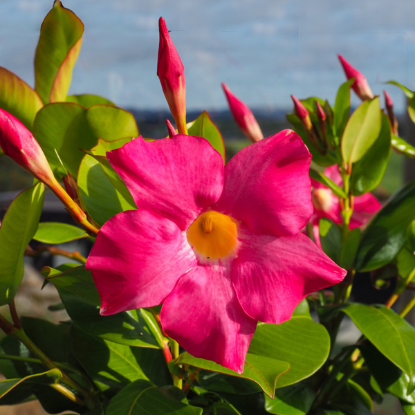 Mandevilla Aloha Pink Star (pbr)