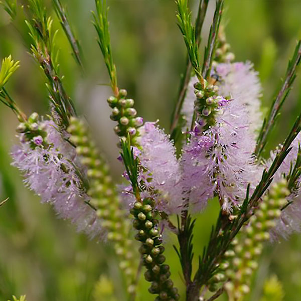 Melaleuca Armillaris Pink